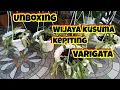 Download Lagu UNBOXING WIJAYA KUSUMA KEPITING VARIEGATA