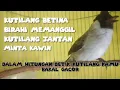 Lagu SUARA BURUNG KUTILANG BETINA BIRAHI MEMANGGIL KUTILANG JANTAN.