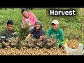 Download Lagu Harvest sa bukid kasama ang Team Mangyan | PHILIPPINES LIFE