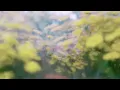 fireflies (for as far as we could see) (edit) - Leaving Laurel