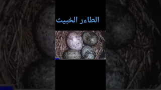 طائر الواق واق 
