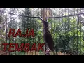 Download Lagu PIJANTUNG GUNUNG GACOR | NEMBAK RAPAT