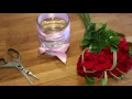Valentine s Day Red Roses