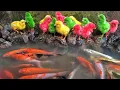 Download Lagu Menangkap Ayam Lucu, Ayam Rainbow, Ayam Warna Warni, Ikan Hias, Bebek, Cumi-Cumi, Ikan Koi, Kelinci