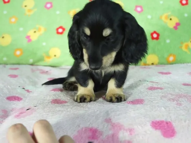 動画
