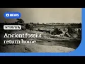 Java Man Indonesia welcomes repatriation of ancient human fossils The World ABC NEWS