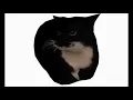 Maxwell The cat 10 hours