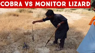 🐍🦎Cobra and Monitor Lizard Found fighting in the forest #cobra#snake #lizard#wildlife 