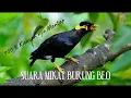 Download Lagu DIJAMIN DATANG...!!! SUARA BURUNG BEO COCOK UNTUK MIKAT atau PIKAT