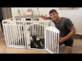 The Perfect Playpen For Your Dog