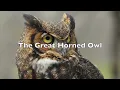 Animals of The Northeast