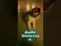 Download Lagu Said Jaya bersama kucing pintar  🐈😻 #shortsvideo #shorts #shorts #funnycats