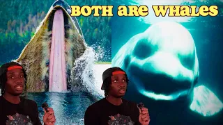 Why You (Probably) Have No Idea What a Whale Is