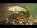 Watch Full Trout for clout using a trout for clout - trout for clout reddit