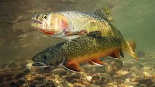 Watch Full Trout for clout using a trout for clout - trout for clout reddit