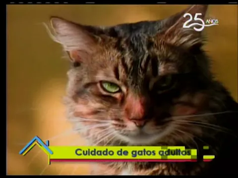 Cuidado de gatos adultos