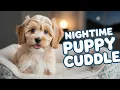 10-Hour Cozy Sleep Stream Ruby s Overnight Puppy Cam Night 11