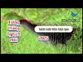 Download Lagu Tiếng chằng nghịch mòi 2025 mới lưới đêm hiệu quả