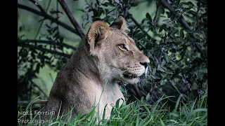 kgalagadi transfrontier park late january 2021