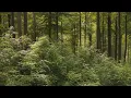 Download Lagu 🌳 4K - Relaxing Nature Sounds For Stress Relief, Forest Sounds, Bird Song, ASMR