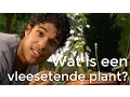 Download Lagu Wat is een vleesetende plant? | Vragen van Kinderen