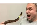SNAKE BITES MY FACE NOT CLICKBAIT BRIAN BARCZYK