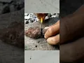 Download Lagu Tahukah Kamu? Seekor Cicak apabila kepalanya putus...