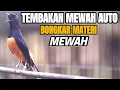 Lagu MASTERAN MURAI BATU PAGI GACOR FULL ISIAN PANJANG CILILIN KENARI LOVEBIRD KAPAS TEMBAK 100% MEWAH