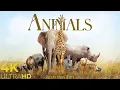 Animals 4K Relaxation Film with Peaceful Music Nature 4K Relaxation Film