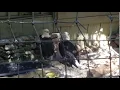 Bald eagles at Dollywood