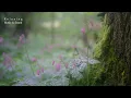 3Hrs, Yiruma "Kiss the Rain"  l Relaxing Music l Beautiful Piano l Rain Sounds l Calm