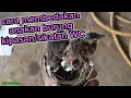 Cara membedakan anakan burung kipasan/sikatan WC.