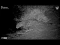 Download Lagu Duiker Leaves, Leopard Arrives At Jabulani