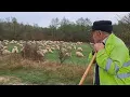 Download Lagu De la aproape 2000 de oi la gândul de a renunța de tot la ele și realitatea văzută la 74 de ani 
