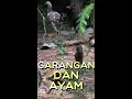 Download Lagu Ayam Kampung \u0026 Garangan