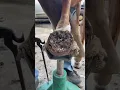Download Lagu Stuck in the Mud #farrier #horse #satisfying #texas #asmrvideo #cleaning