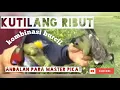 Download Lagu Kutilang ribut kombinasi burcil. Full MP3