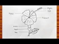 Parts of flower easy How to labelling a flower How to draw longitudinal section of flower