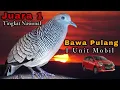 Download Lagu Perkutut lokal gacor Juara 1 Tingkat Nasional