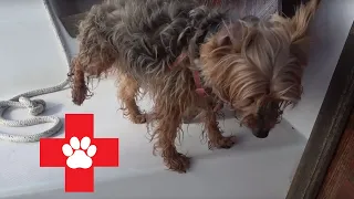 PET EMERGENCY ON A BOAT