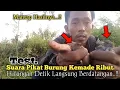 Download Lagu Test.. Suara Pikat Burung Kemade Ribut. Auto Langsung Berdatangan..