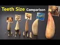 Teeth Size Comparison Animal Mammal Monster Fictional character teeth