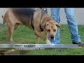 Tucson Subaru s Pet of the Week Meet Nugget the athletic love bug