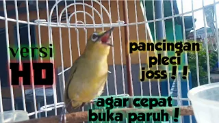 Download Masteran pleci ngalas bukpar || pleci belajar ngalas bisa cepat ngalas bukpar || #likevideoschannel MP3