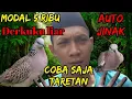 Download Lagu metode penjinakkan derkuku paling ampuh super jitu gk nyampek 5 menit jinak