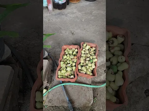 Ada yang samaan tidak.. ? #berkebundilahansempit #pupukorganik #garden