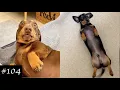 Dachshund Compilation - Funny And Cute s