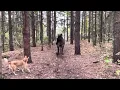 Horse kicks tree, farts on dogs then runs away.