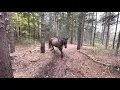 Download Lagu Horse kicks tree, farts on dogs then runs away.