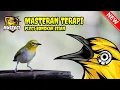 Download Lagu Masteran Terapi Pleci Bongkar Isian ‐ Mustoci